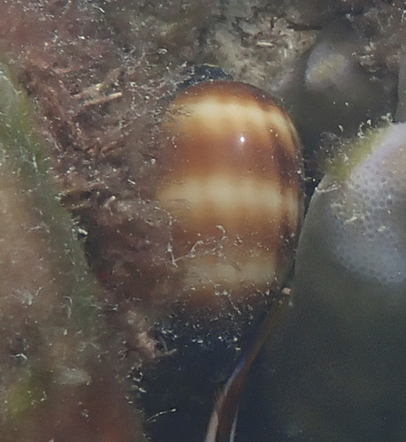 Cypraea talpa observed 2026-10-11