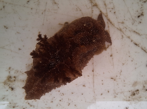 Pelagella castanea observed 2026-10-14