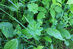 Alchemilla subcrenata