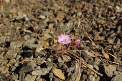Clarkia breweri