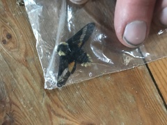 Proserpinus flavofasciata