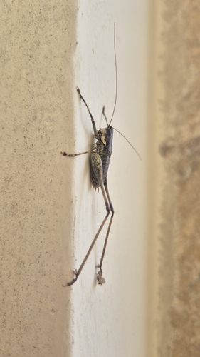 Rhacocleis annulata