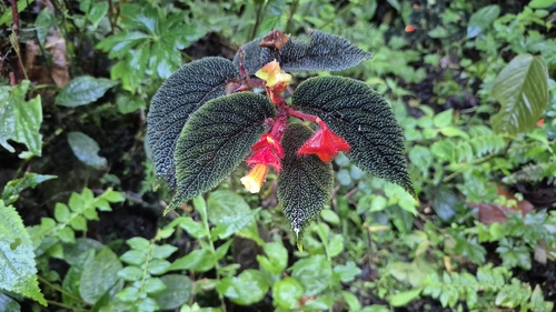 Begonia lehmannii
