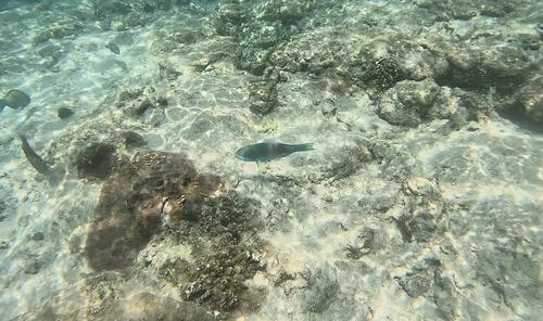 Scarus globiceps observed 2026-10-10
