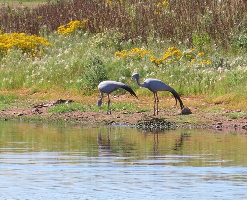 iNaturalist image