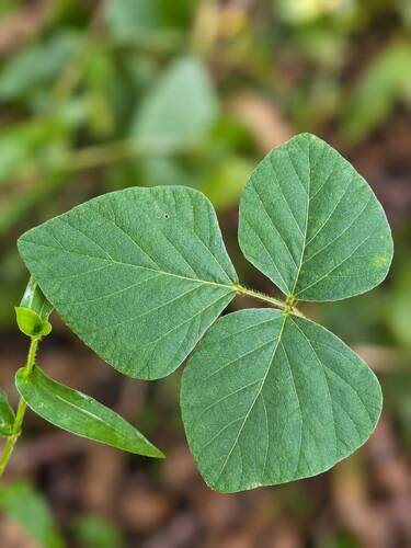 Neustanthus phaseoloides observed 2026-10-06