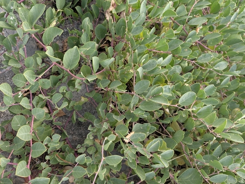 Capparis canescens observed 2026-10-12