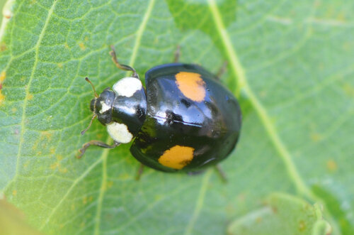 Asian Lady Beetle