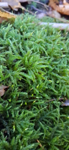Isothecium alopecuroides observed 2026-10-14