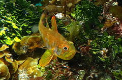 Ostorhinchus nigripes