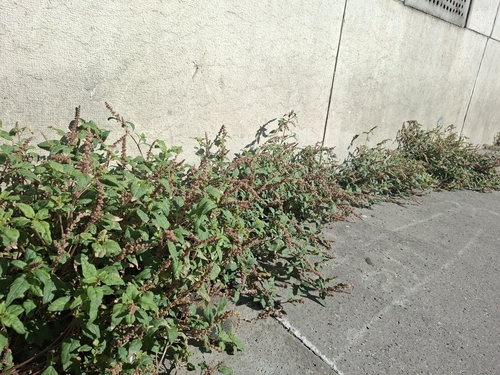Prostrate Amaranth