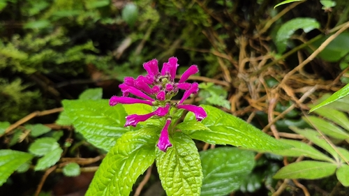 Salvia tortuosa