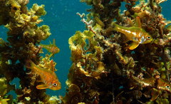 Ostorhinchus nigripes