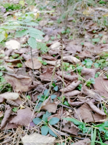 lesser rattlesnake plantain