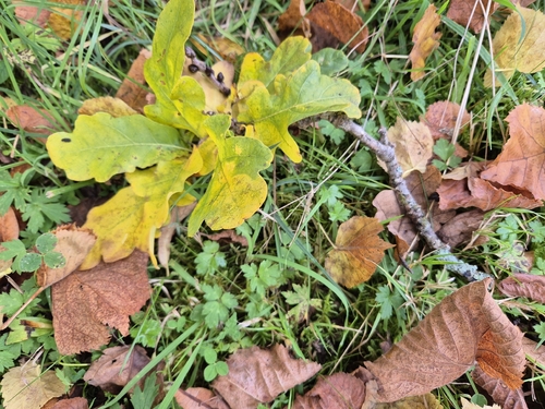 English oak