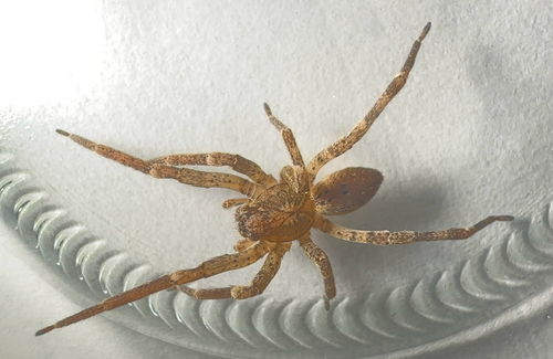 Mediterranean Spiny False Wolf Spider, Kruisstraat, Delft, South Holland, NL, photo 5 of 10