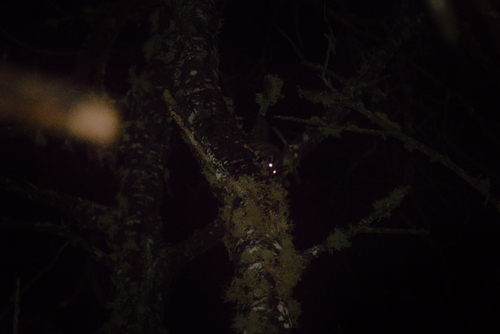 Petaurus breviceps observed 2026-10-14