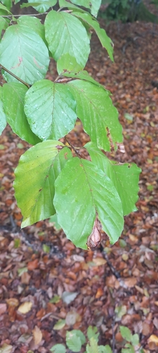 European beech