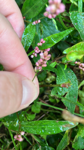 low smartweed