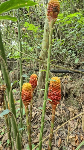 Maracas de Malasia
