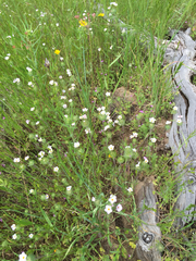 Leptosiphon montanus