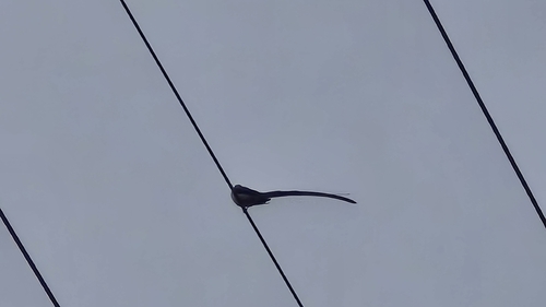 Tirano Tijereta Gris