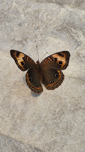 Mariposa ojo de venado tropical