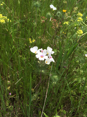 Leptosiphon montanus