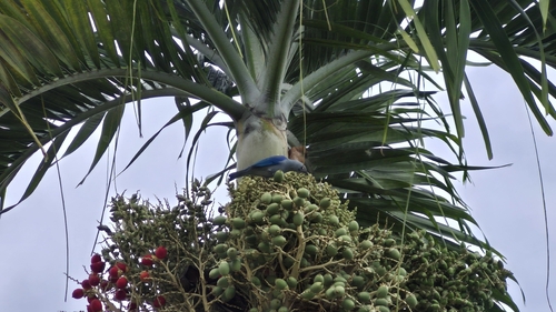 Tangara azulgrís