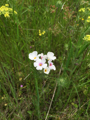 Leptosiphon montanus