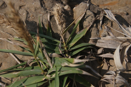 Arundo formosana observed 2026-10-14