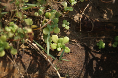 Sedum formosanum observed 2026-10-14