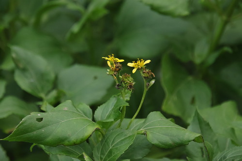 Wollastonia biflora observed 2026-10-14