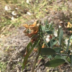 Lathyrus sulphureus