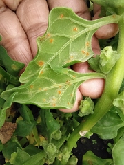 Puccinia tetragoniae novae-zelandiae