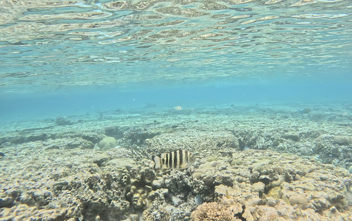 Abudefduf septemfasciatus observed 2026-10-11