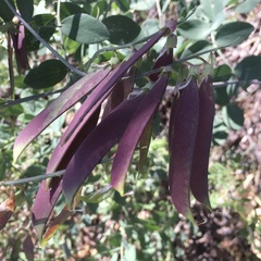 Lathyrus sulphureus
