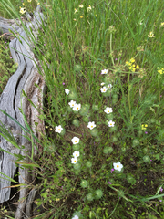 Leptosiphon montanus