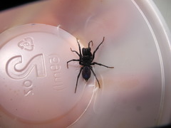 Sphodros abboti