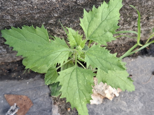 nettle-leaved goosefoot