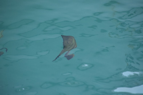 Platax orbicularis observed 2026-10-14