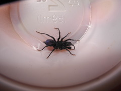 Sphodros abboti