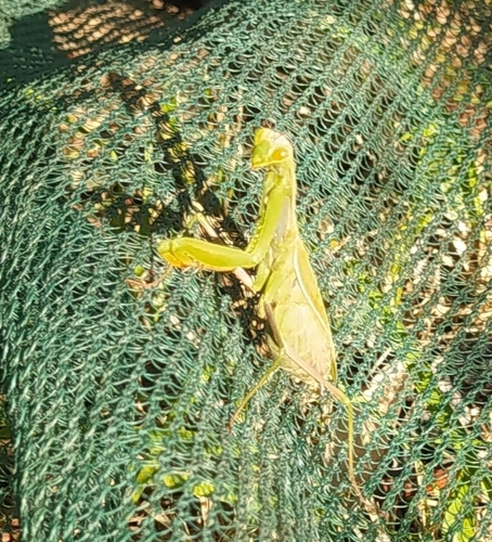 European Mantis