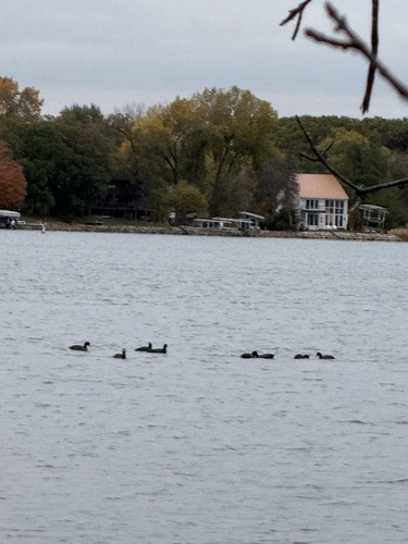 American Coot