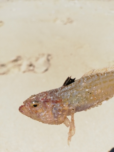 Lesser weever (Echiichthys vipera) — Trachinidae — 5