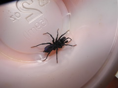 Sphodros abboti