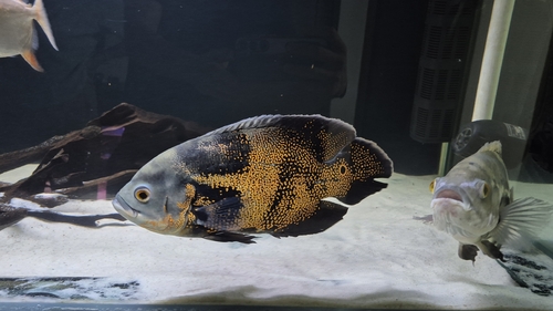Tigre Óscar