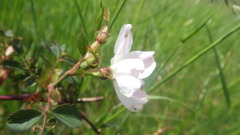 Rosa elliptica