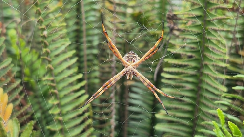 Araña plateada de jardín