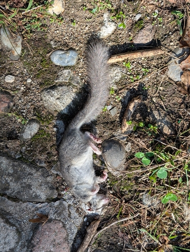 European Fat Dormouse